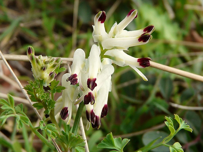 Fumaria capreolata / Fumaria bianca